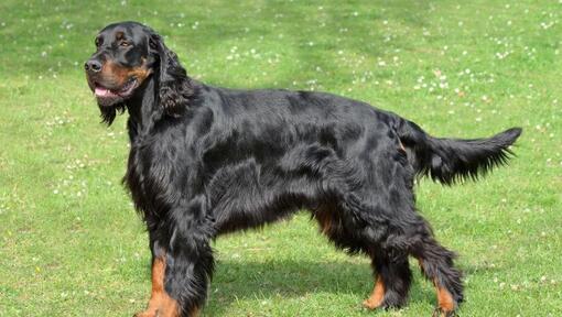 Pedigree gordon setter outlet puppies for sale